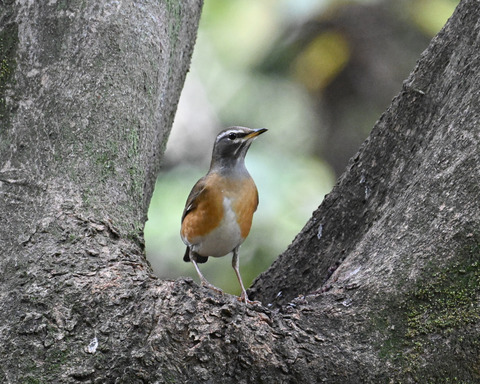 マミチャジナイ2555