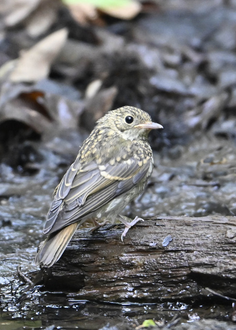 キビタキ幼鳥2719