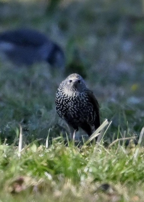 ホシムクドリ5360