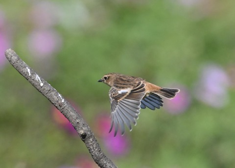 ノビタキ♀1769