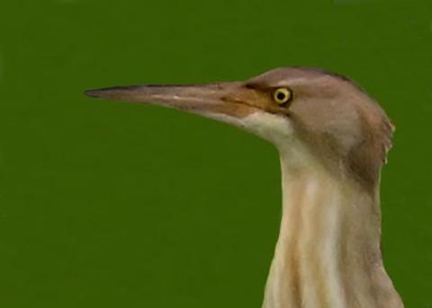 ヨシゴイ♀1000