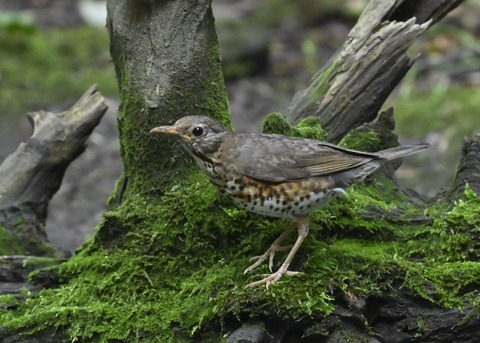 クロツグミ♀幼鳥4978