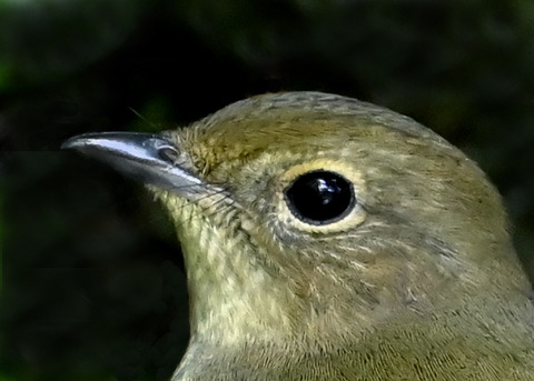 キビタキ♀3001(3243)