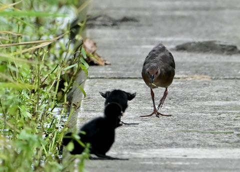 ヒクイナの親子4447