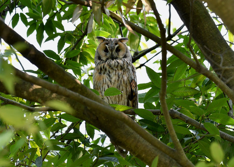 トラフズク♂2362