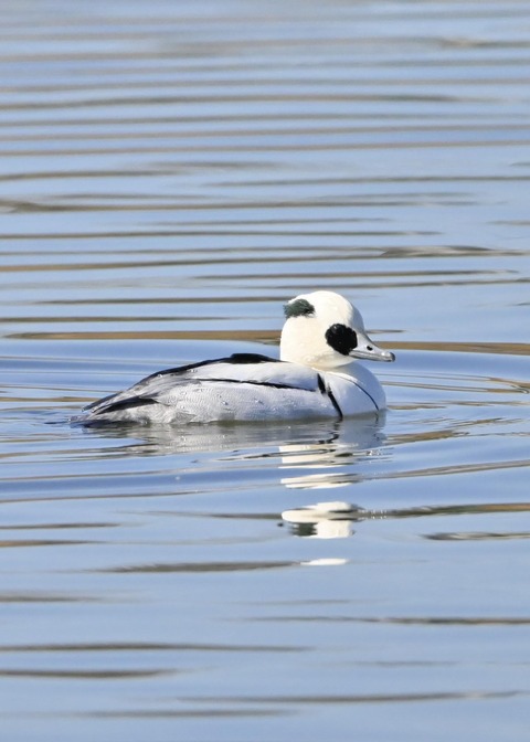 ミコアイサ♂0149