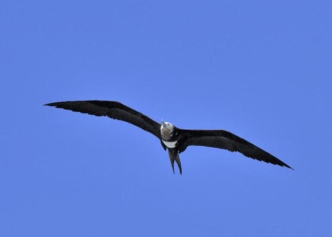 オオグンカンドリ4242