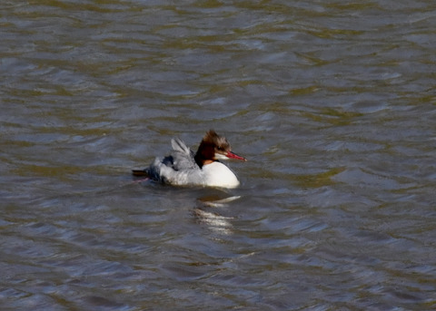 カワアイサ♀2437