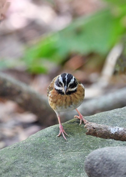 シロハラホオジロ♂0812