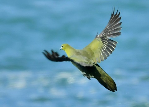 アオバト♀8797-02