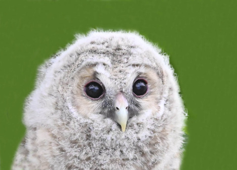 フクロウの雛5002