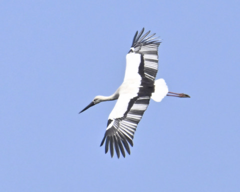 飛ぶコウノトリ8966