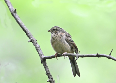 ホオジロ幼鳥3487