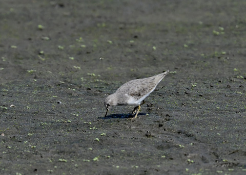 オジロトウネン4988