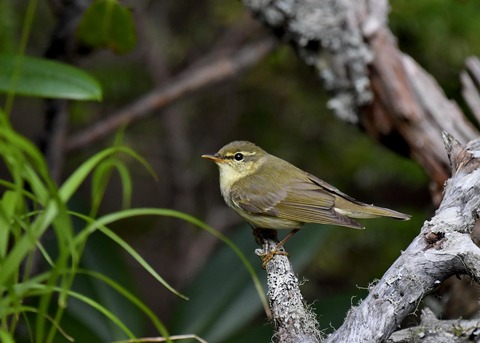 メボソムシクイ0929
