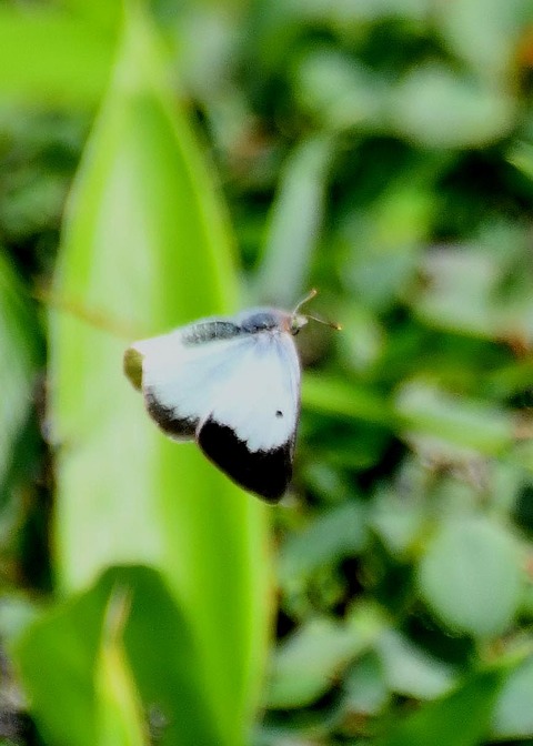 ミヤマモンキチョウ♀1948