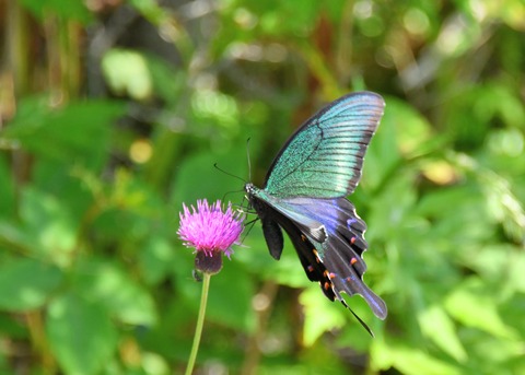 ミヤマカラスアゲハ♂1271