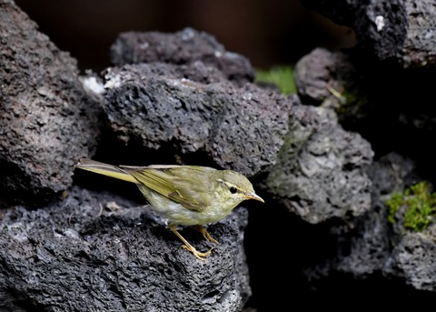 メボソムシクイ9230