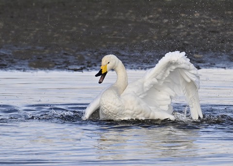 オオハクチョウ4177