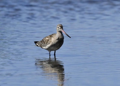 オオソリハシシギ9140