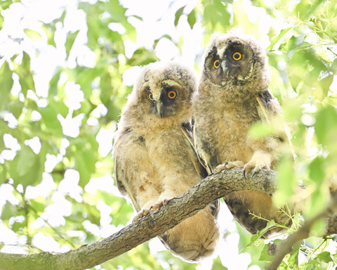 トラフズクの雛③3831