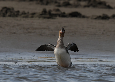 ウミアイサ♀2854