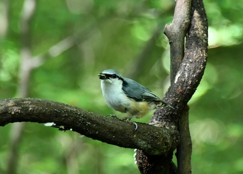 ゴジュウカラ4332