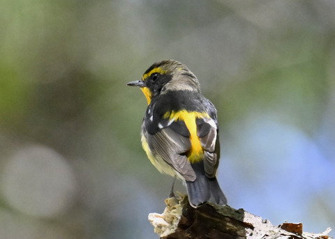 キビタキ♂第一回夏羽3486