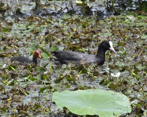 オオバンの親子6374