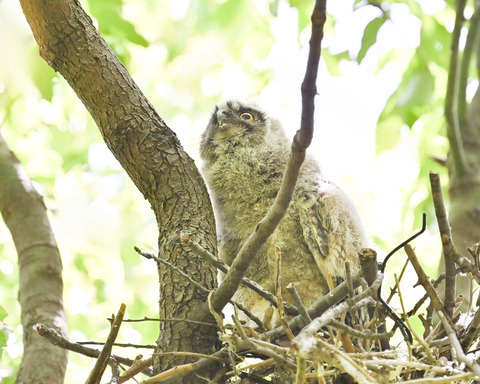トラフズクのひな②2798