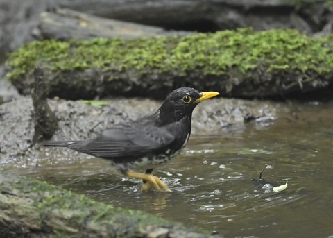 クロツグミ♂9334