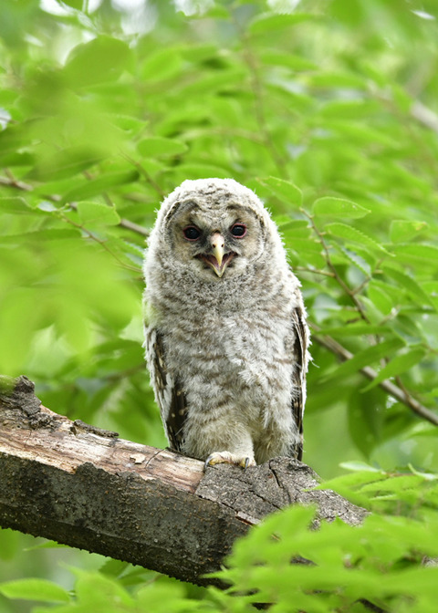 フクロウのヒナ0699