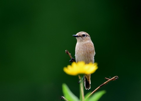 ノビタキ♀冬羽3942