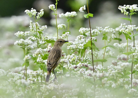 ノビタキ♀7023