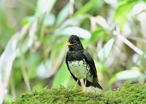 クロツグミ♂0259