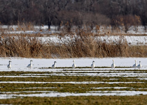 ハクガン8527 - コピー