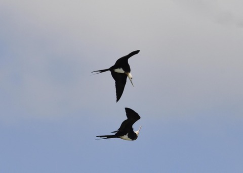 オオグンカンドリ5887