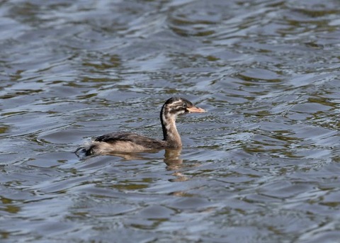 カイツブリ幼鳥0294
