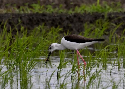 餌捕りセイタカシギ♀0069