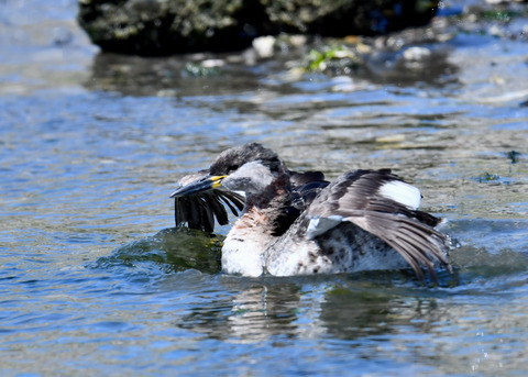 ｱｶｴﾘｶｲﾂﾌﾞﾘ7623
