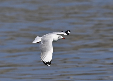 チャガシラカモメ3459