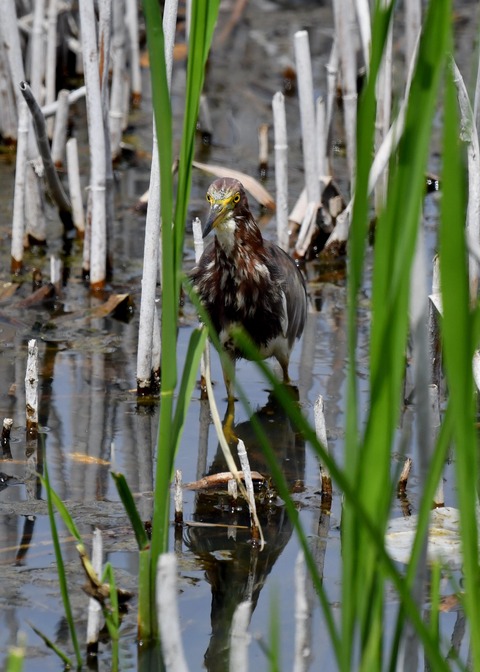 アカガシラサギ1284