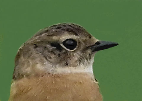 ノビタキ♀0002