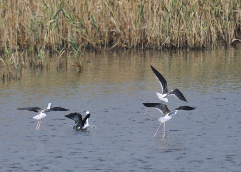飛ぶ・セイタカシギ0219