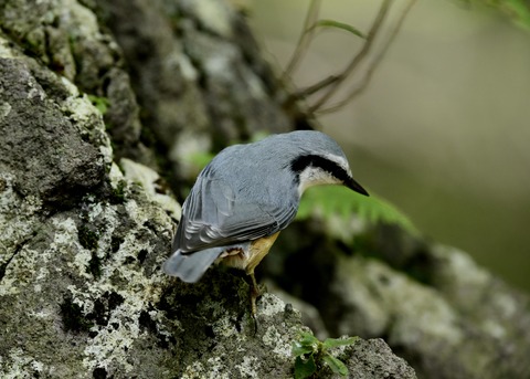 ゴジュウカラ0848
