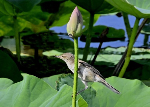 オオヨシキリ4148