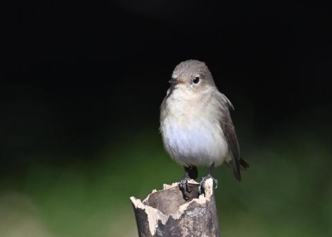 ニシオジロビタキ♀4353