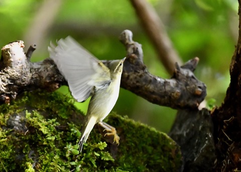 メボソムシクイ0684