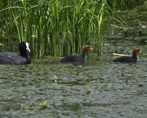 オオバンの親子6129