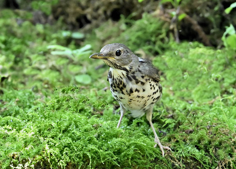 クロツグミ♀幼鳥5238
